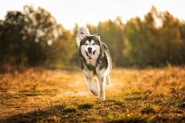Büyük kahverengi beyaz safkan görkemli Alaska Alaska Malamute köpek yaz parkı boş alanda yürüyüş