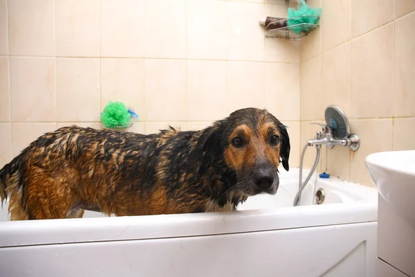 Banho do cão de raça mista triste. Um cão a tomar um banho de espuma. Cão de limpeza . — Fotografia de Stock