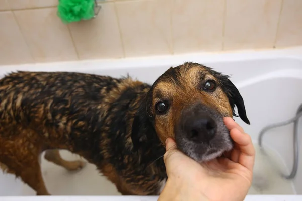 Bathing of the sad mixed breed dog. Dog taking a bubble bath. Grooming dog.