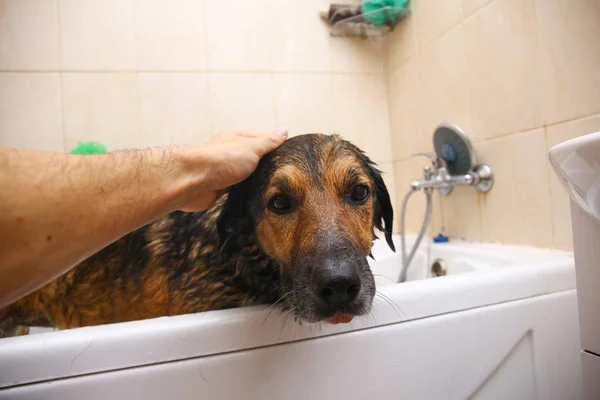 Banho do cão de raça mista triste. Um cão a tomar um banho de espuma. Cão de limpeza . — Fotografia de Stock