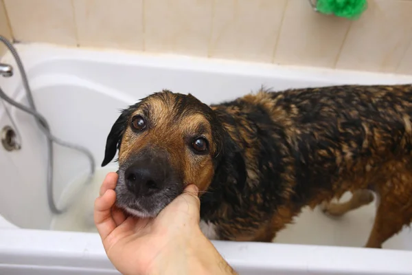 Banho do cão de raça mista triste. Um cão a tomar um banho de espuma. Cão de limpeza . — Fotografia de Stock