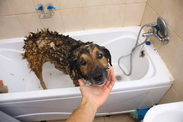 Bathing of the sad mixed breed dog. Dog taking a bubble bath. Grooming dog.