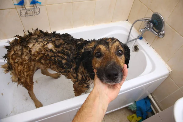 Baden van de trieste gemengde hondenras hond. Hond het nemen van een bubbelbad. Grooming hond. — Stockfoto