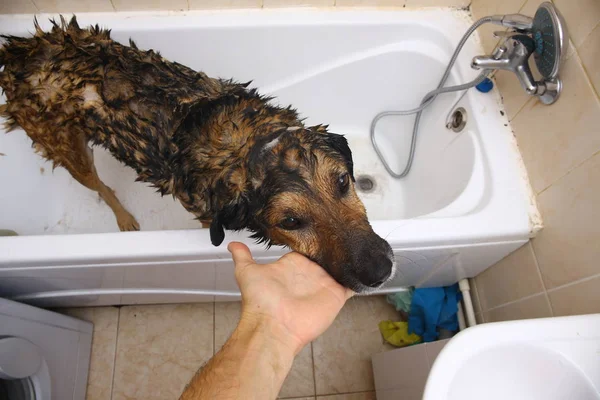 Baden van de trieste gemengde hondenras hond. Hond het nemen van een bubbelbad. Grooming hond. — Stockfoto