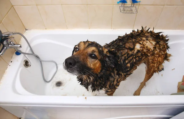 Bathing of the sad mixed breed dog. Dog taking a bubble bath. Grooming dog. — Stock Photo, Image