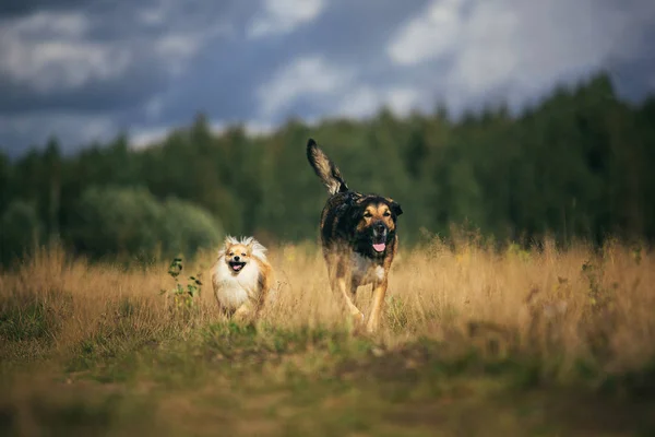 Dva roztomilí psi, malý Pomořanský Spitz a velký čokl, co chodí v letním dnu na hřiště.. — Stock fotografie