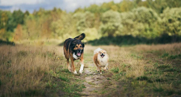 Dos perros lindos, poco spitz pomeraniano, y perro mestizo grande caminando en un campo en el día de verano . —  Fotos de Stock