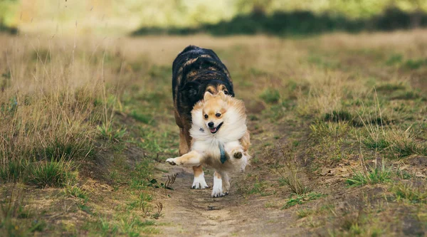 Dos perros lindos, poco spitz pomeraniano, y perro mestizo grande caminando en un campo en el día de verano . —  Fotos de Stock