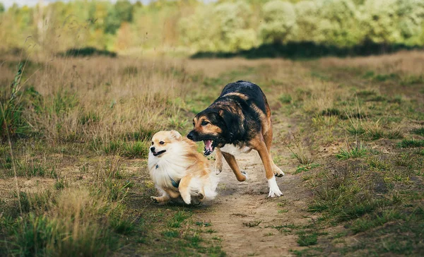 Dwa Śliczne psy, mały Pomorski, i duży pies Mongrel chodzenie na polu w letni dzień. — Zdjęcie stockowe