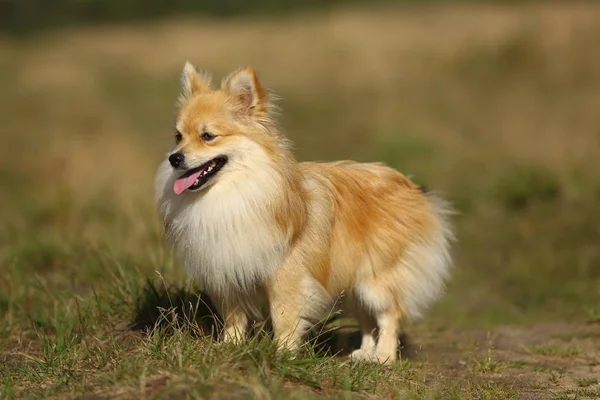 Gyönyörű Pomerániai Spitz narancssárga színű. Szép barátságos kutya kisállat séta-ra egy mező az őszi szezonban. — Stock Fotó