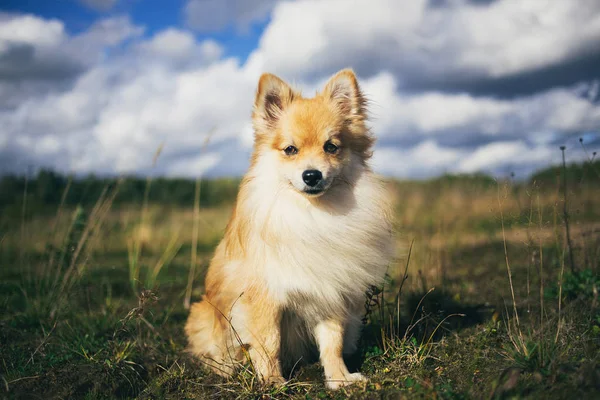 Güzel pomeranian spitz turuncu renk. Güzel dostu köpek pet sonbahar sezonunda bir alanda yürüyor. — Stok fotoğraf
