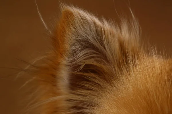 Pomeranian Spitz hund på brun bakgrund i studion — Stockfoto