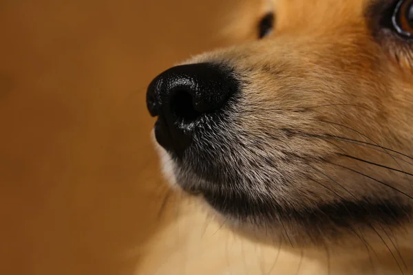 スタジオで茶色の背景にポメラニアンスピッツ犬 — ストック写真