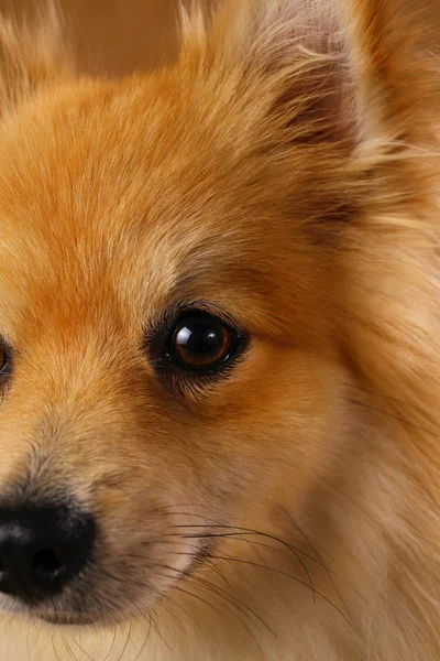 Pomeranian spitz Dog on brown background in studio — Stock Photo, Image