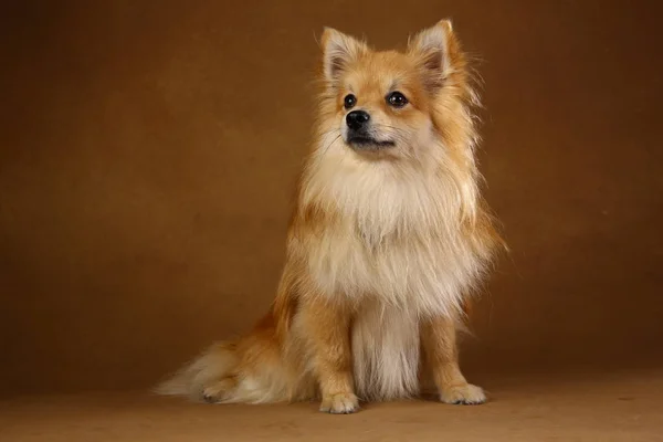 Pomerania spitz Cane su sfondo marrone in studio — Foto Stock