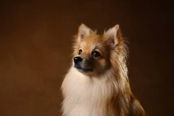 Pomeranian spitz Cão no fundo marrom no estúdio — Fotografia de Stock