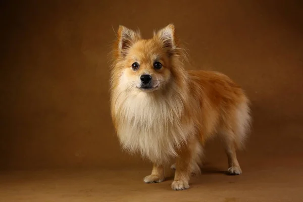 Pomeranian spitz Cão no fundo marrom no estúdio — Fotografia de Stock