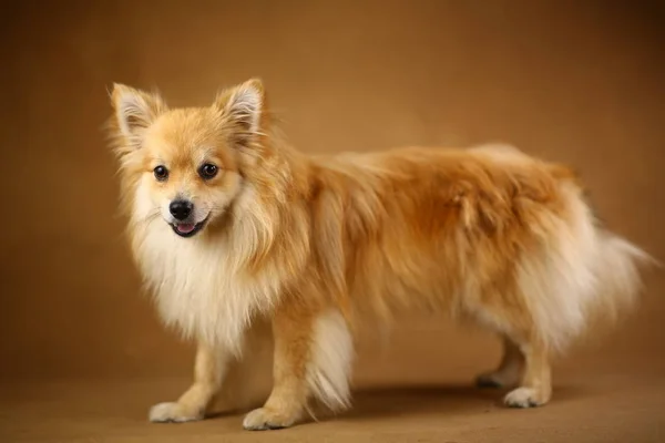 Pomeranian spitz Dog на коричневом фоне в студии — стоковое фото