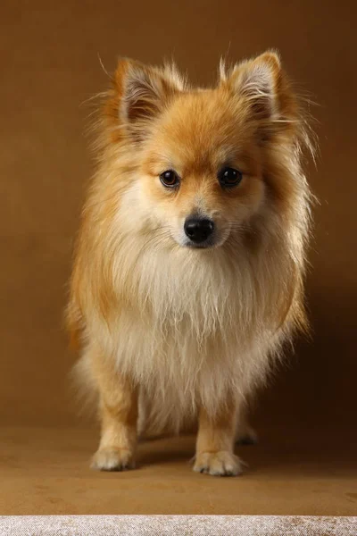 Pomeranian spitz Cão no fundo marrom no estúdio — Fotografia de Stock
