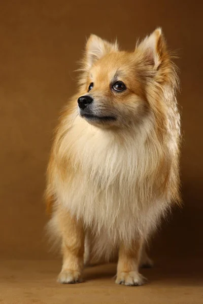 Pomeranian spitz Perro sobre fondo marrón en estudio —  Fotos de Stock