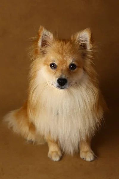 Померанський шпіц собака на коричневому фоні в студії — стокове фото