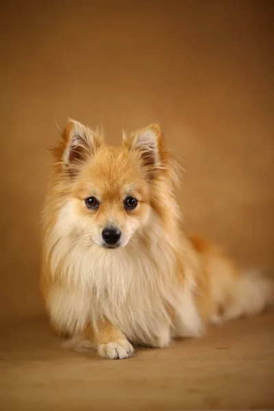 Pomeranian spitz Perro sobre fondo marrón en estudio — Foto de Stock