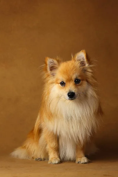 Pomeranian spitz Cão no fundo marrom no estúdio — Fotografia de Stock