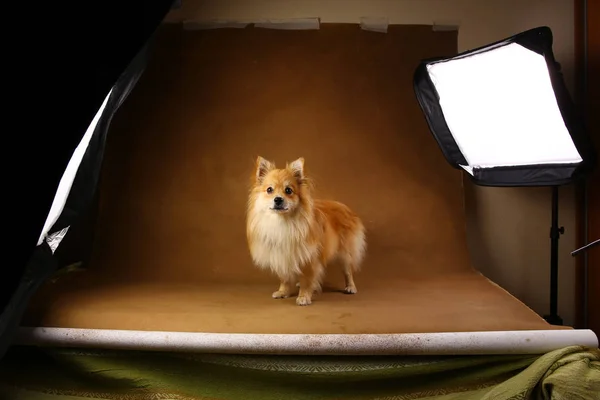 Pomeranian spitz Perro sobre fondo marrón en estudio — Foto de Stock