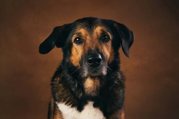 Perro mestizo marrón y negro sentado en el estudio en negro marrón y mirando a la cámara — Foto de Stock