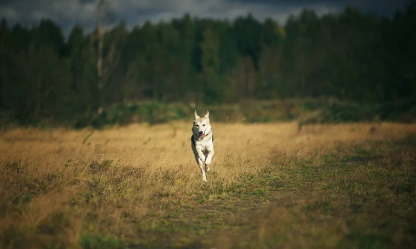 Vista frontale a husky cane che cammina su un prato verde guardando la fotocamera. Alberi verdi e sfondo erba . — Foto Stock