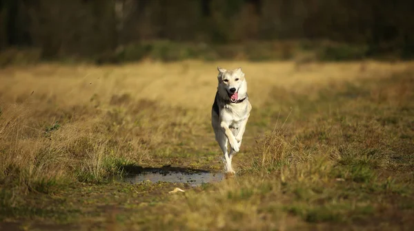 Framifrån på Husky dog Walking på en grön äng tittar på kameran. Gröna träd och gräs bakgrund. — Stockfoto