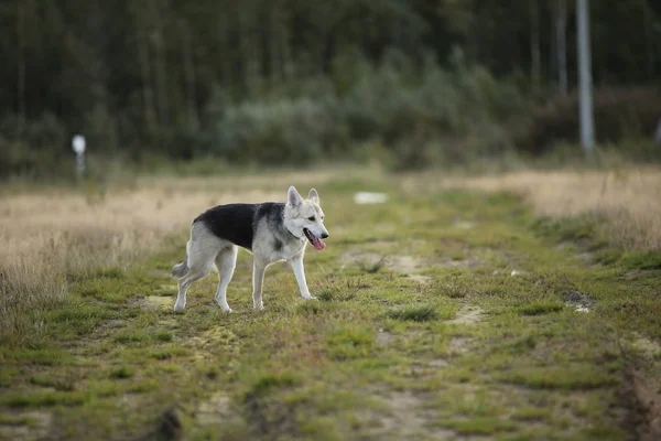 カメラを見て緑の草原を歩くハスキー犬の正面図。緑の木と草の背景. — ストック写真