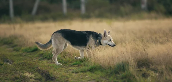 Vista frontal al perro husky caminando en un prado verde mirando a un lado. Árboles verdes y hierba de fondo . —  Fotos de Stock