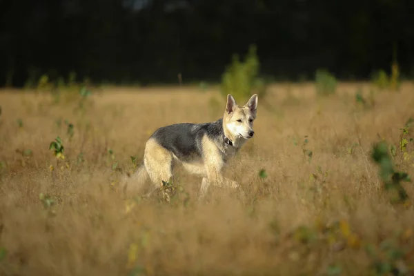 Pohled na huský pes, který chodí na zelenou louku a dívá se na kameru. Zelené stromy a pozadí trávy. — Stock fotografie