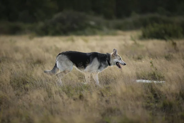 Vista frontal al perro husky caminando en un prado verde mirando a un lado. Árboles verdes y hierba de fondo . —  Fotos de Stock