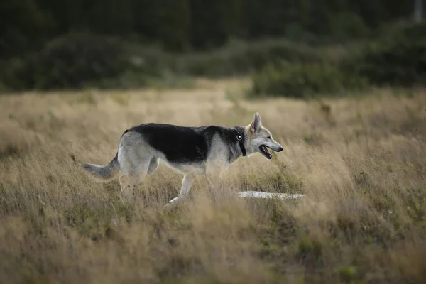 Blick von vorne auf Husky-Hunde, die auf einer grünen Wiese spazieren gehen und zur Seite schauen. grüne Bäume und Gras Hintergrund. — Stockfoto