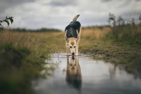Front view at husky dog drinks water from a puddle on a green meadow. Green trees and grass background. — Stock Photo, Image