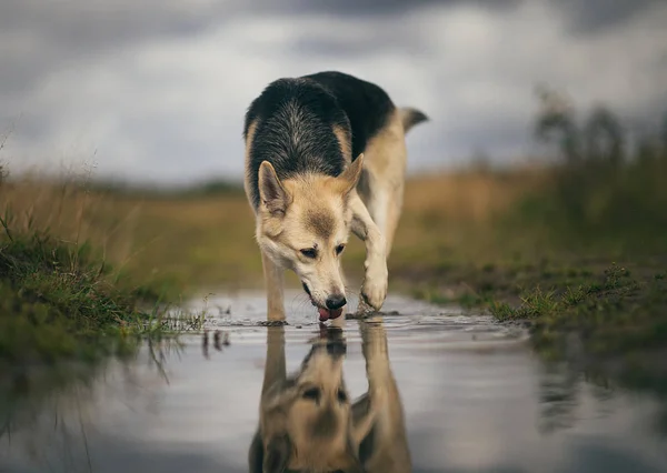Vista frontal al perro husky bebe agua de un charco en un prado verde. Árboles verdes y hierba de fondo . —  Fotos de Stock