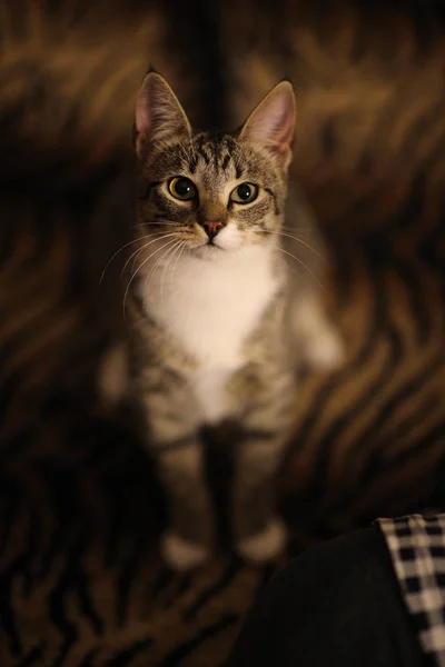 Gato listrado sentado na cama do quarto. Gato cinzento com belos padrões. O gato está a olhar para ti. . — Fotografia de Stock