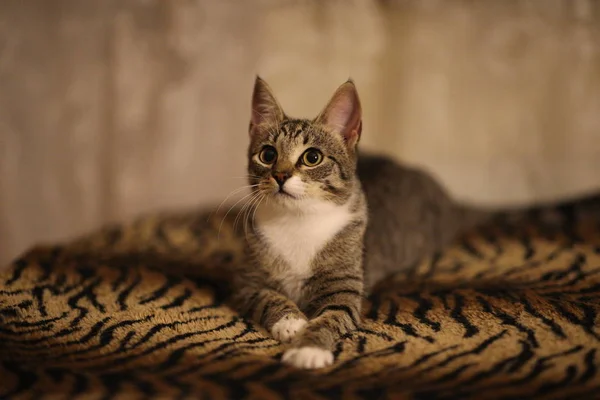 Gato listrado sentado na cama do quarto. Gato cinzento com belos padrões. O gato está a olhar para ti. . — Fotografia de Stock