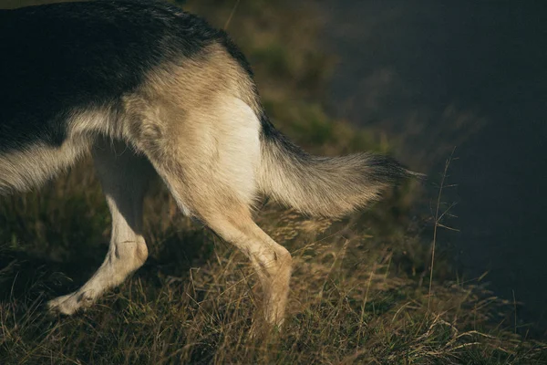 Vista trasera en la cola de perro husky en un prado verde . —  Fotos de Stock