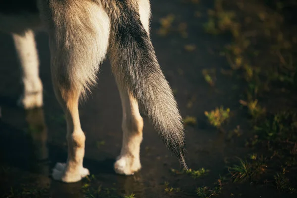 Vista trasera en la cola de perro husky en un prado verde . —  Fotos de Stock
