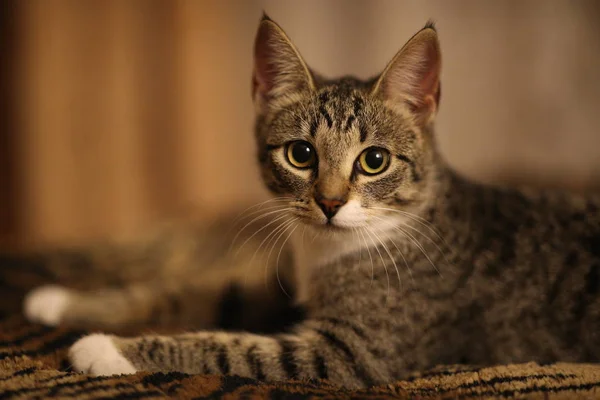 Gato listrado sentado na cama do quarto. Gato cinzento com belos padrões. O gato está a olhar para ti. . — Fotografia de Stock