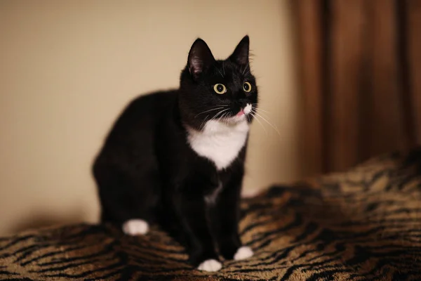 Nero seduto sul letto nella stanza. gattino guardando lontano — Foto Stock