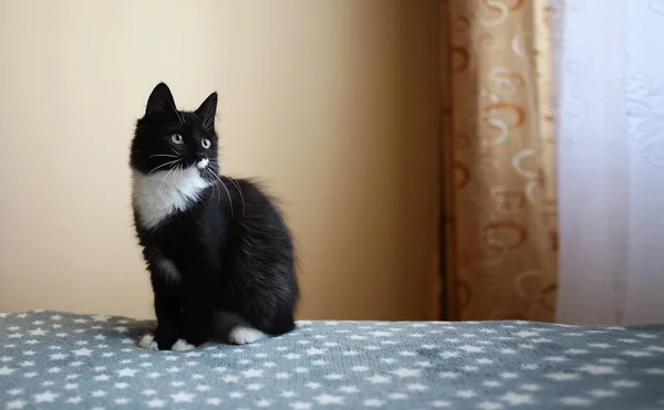 Svart katt sitter på sängen i rummet. Grå katt med vackra mönster. Katten stirrar på dig. — Stockfoto