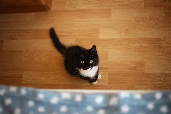 Gato preto sentado na cama no quarto. Gato cinzento com belos padrões. O gato está a olhar para ti. . — Fotografia de Stock