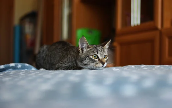 Kucing bergaris terletak di tempat tidur di kamar. Kucing kelabu dengan pola yang indah. Kucing itu menatapmu. . — Stok Foto