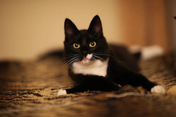 Schwarz auf dem Bett im Zimmer liegend. Kätzchen blickt in Kamera — Stockfoto