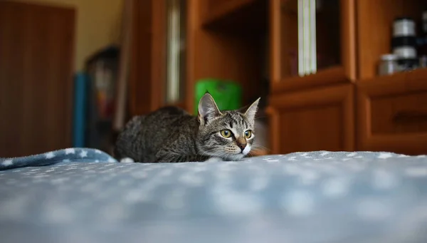 Kucing bergaris terletak di tempat tidur di kamar. Kucing kelabu dengan pola yang indah. Kucing itu menatapmu. . — Stok Foto