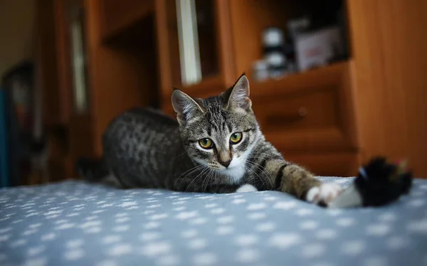 Kucing bergaris duduk di tempat tidur di kamar. Kucing kelabu dengan pola yang indah. Kucing itu menatapmu. . — Stok Foto
